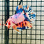 Plakat Koi White Candy Male Betta 123 Male betta