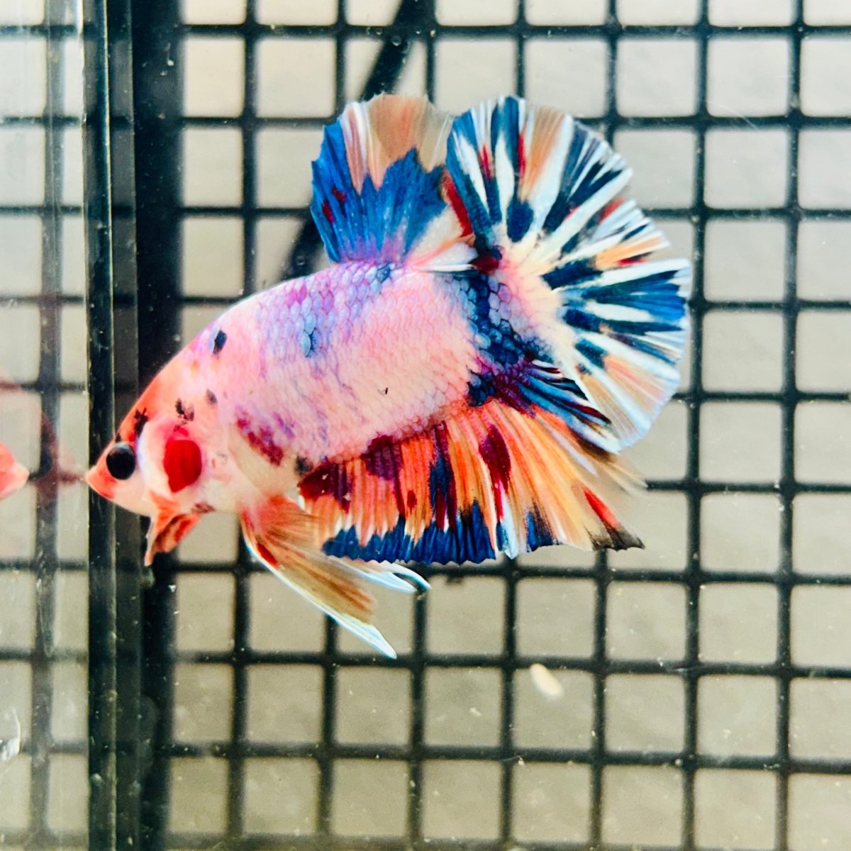 Plakat Koi White Candy Male Betta 123 Male betta