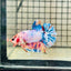 Plakat Koi White Candy Male Betta 123 Male betta