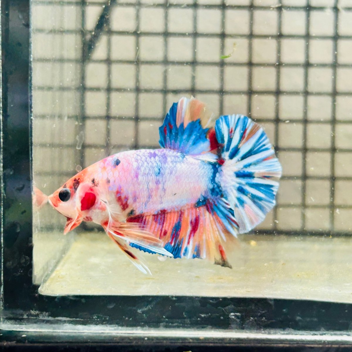 Plakat Koi White Candy Male Betta 123 Male betta