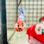 Plakat Koi White Candy Male Betta 123 Male betta