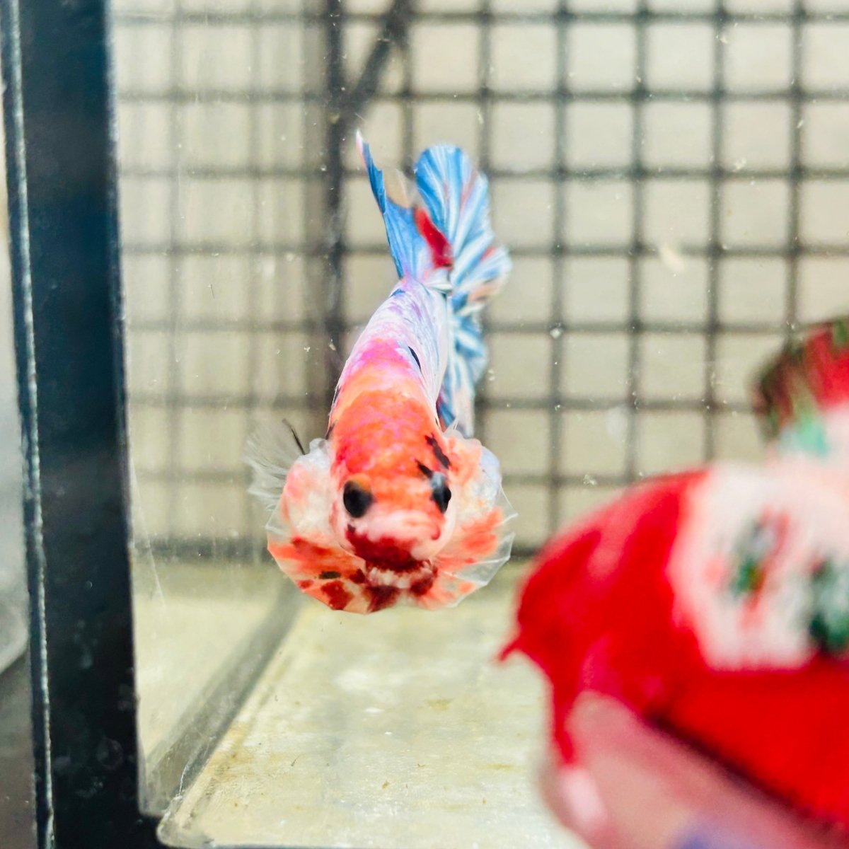 Plakat Koi White Candy Male Betta 123 Male betta
