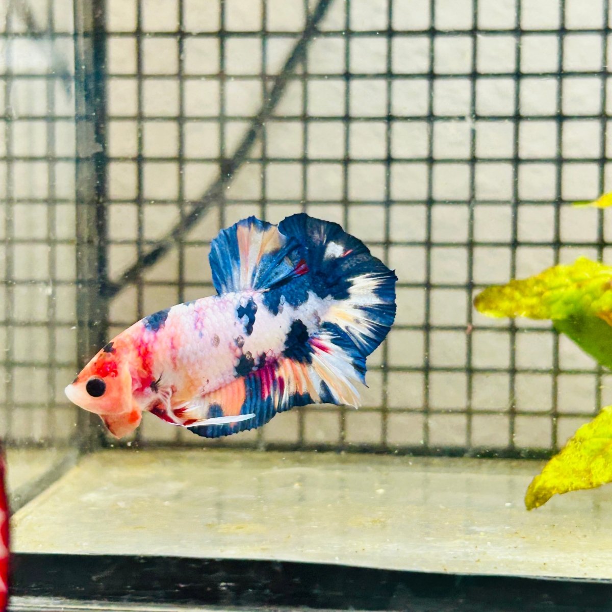 Plakat Koi White Candy Male Betta 125 Male betta
