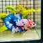 Plakat Koi White Candy Male Betta 125 Male betta