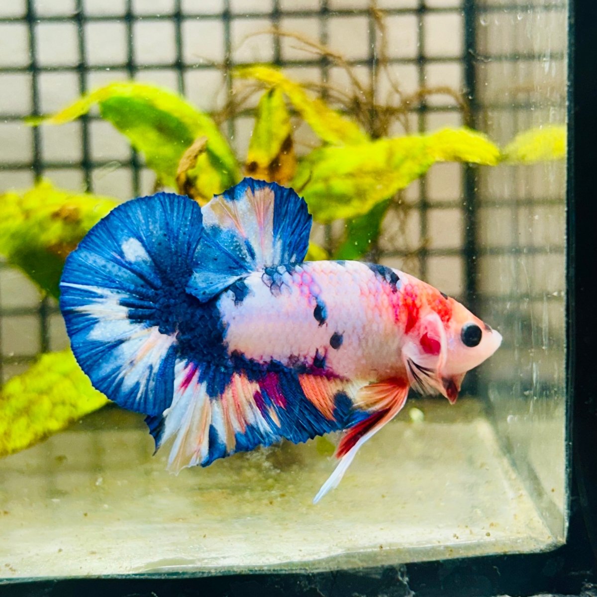 Plakat Koi White Candy Male Betta 125 Male betta