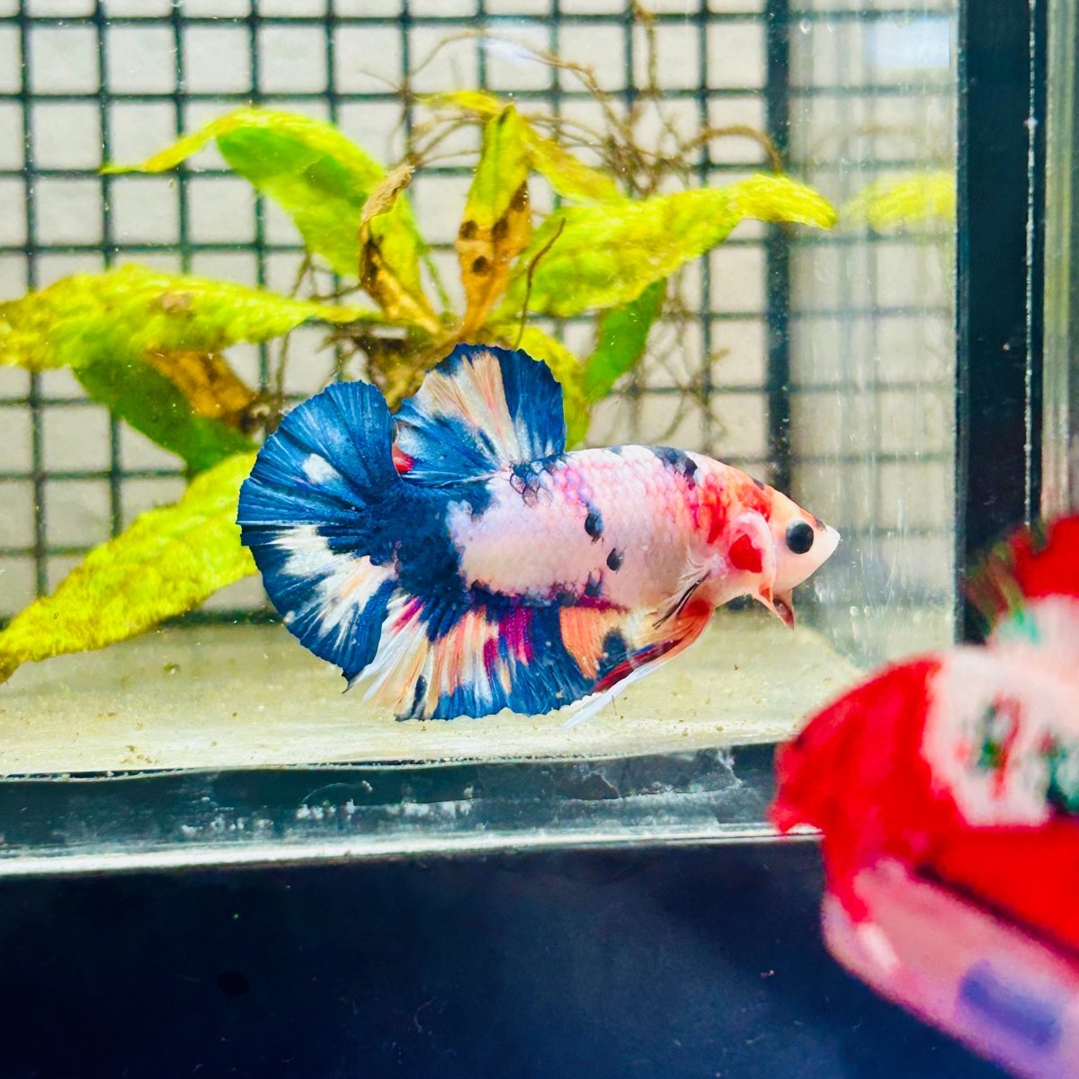 Plakat Koi White Candy Male Betta 125 Male betta