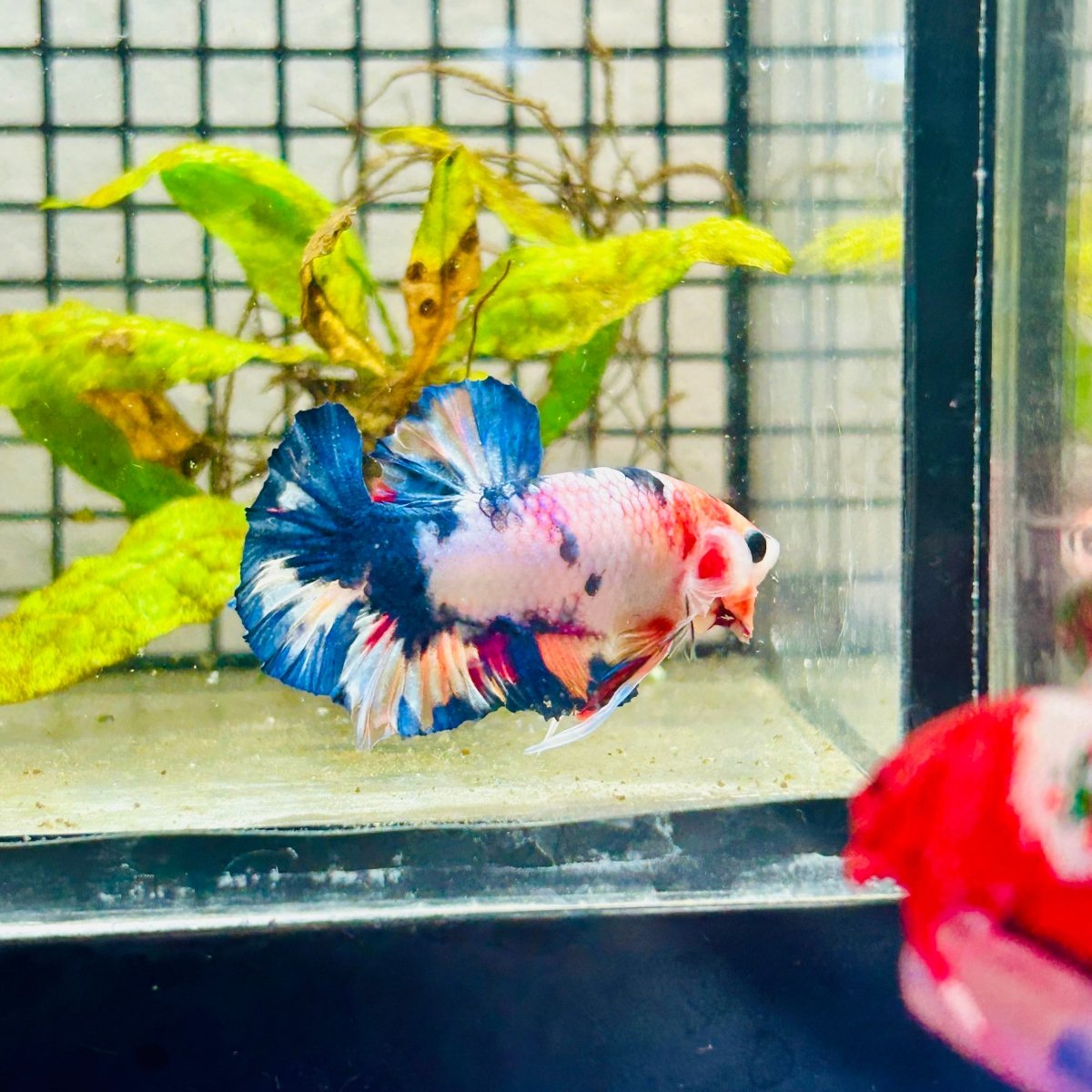 Plakat Koi White Candy Male Betta 125 Male betta