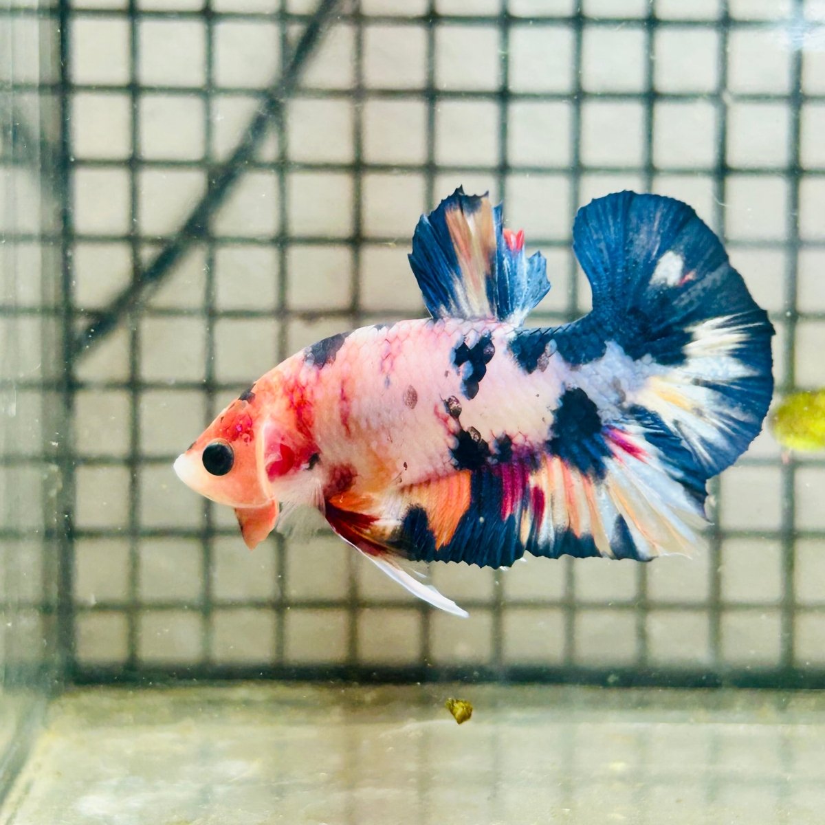 Plakat Koi White Candy Male Betta 125 Male betta