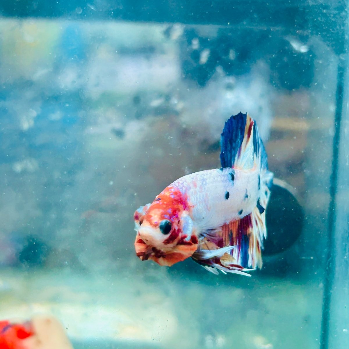 Plakat Koi White Candy Male Betta #Ju26
