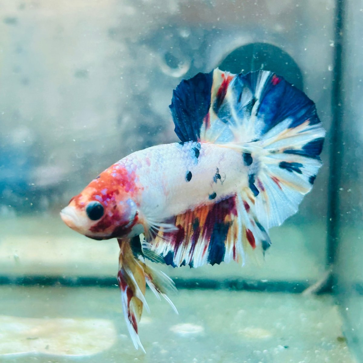 Plakat Koi White Candy Male Betta #Ju26