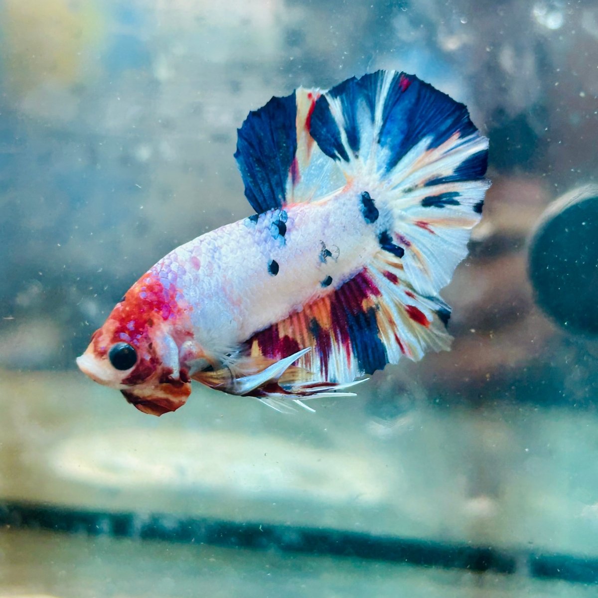 Plakat Koi White Candy Male Betta #Ju26