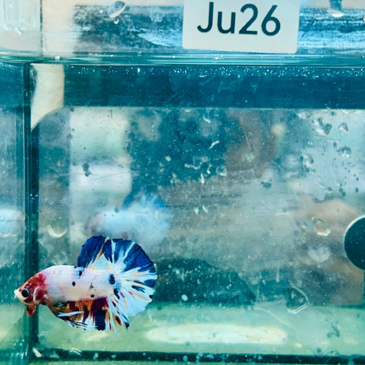 Plakat Koi White Candy Male Betta #Ju26