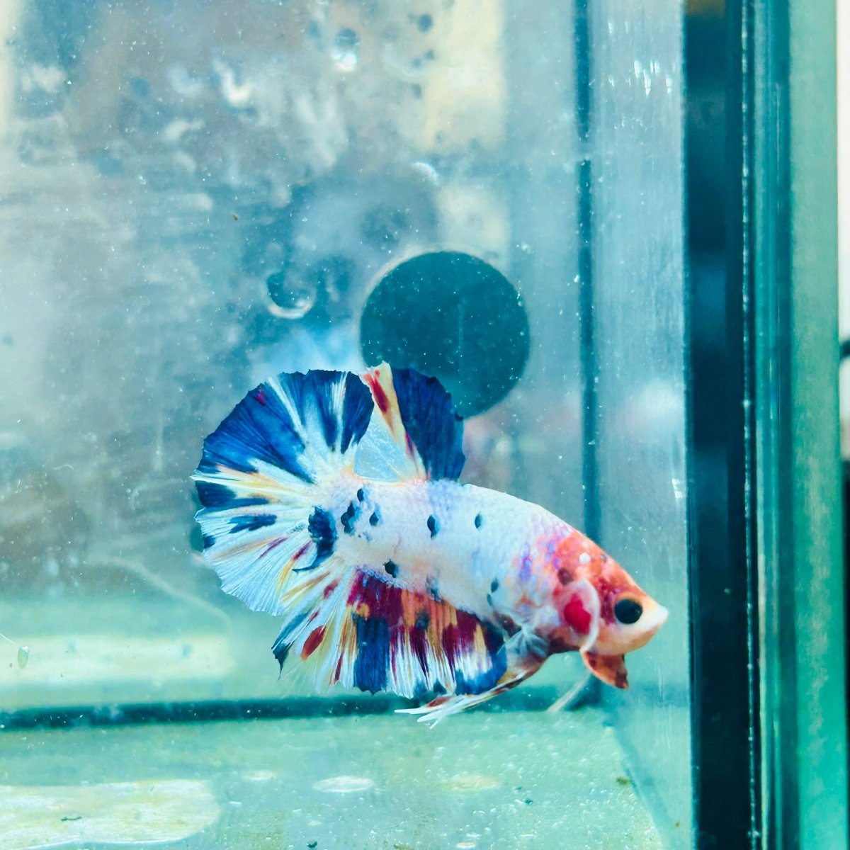 Plakat Koi White Candy Male Betta #Ju26