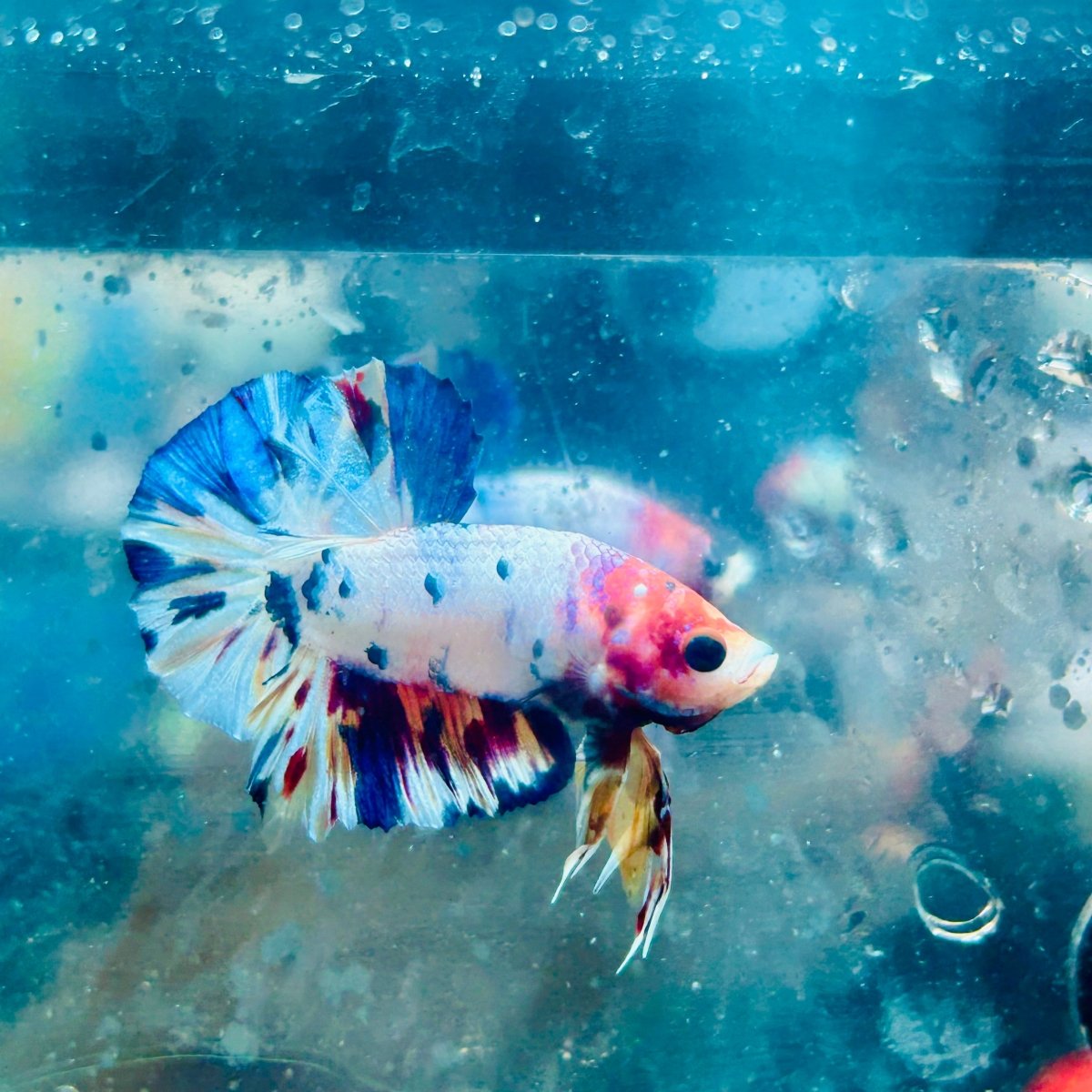 Plakat Koi White Candy Male Betta #Ju26