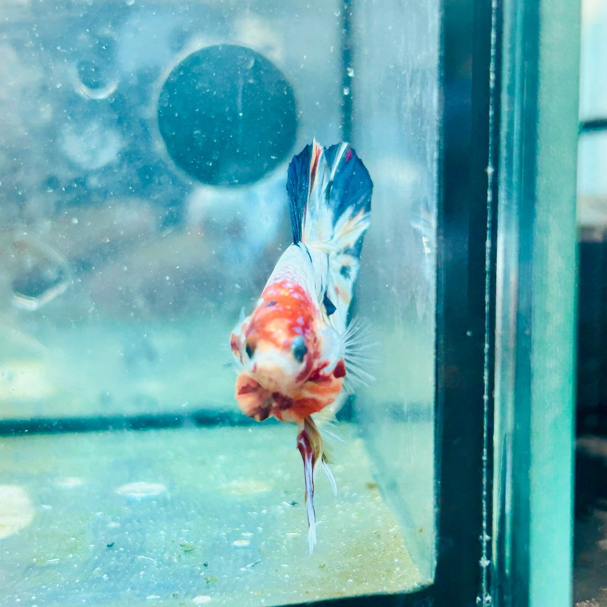 Plakat Koi White Candy Male Betta #Ju26