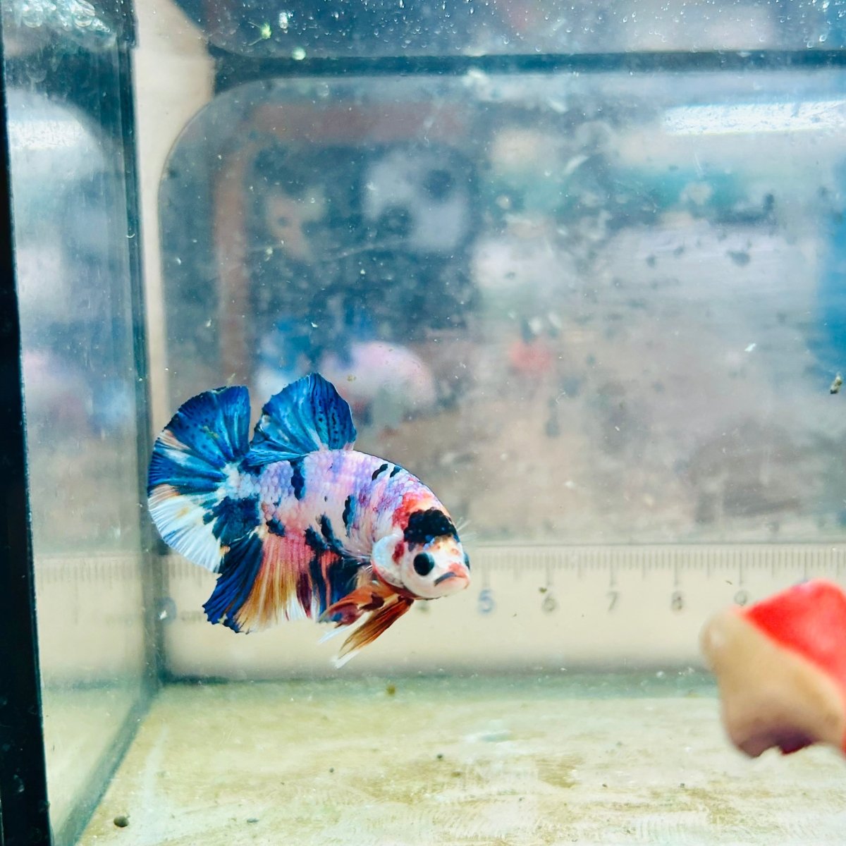 Plakat Koi White Candy Male Betta #JU45