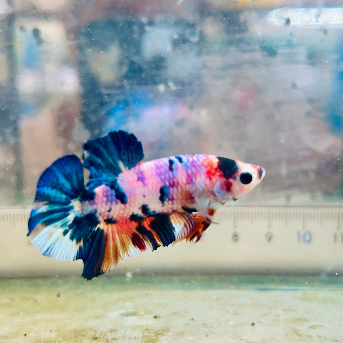 Plakat Koi White Candy Male Betta #JU45