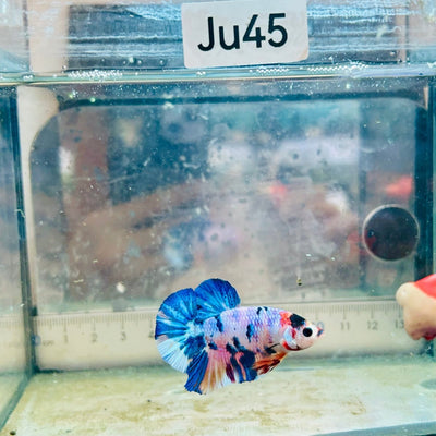 Plakat Koi White Candy Male Betta JU45 Male betta