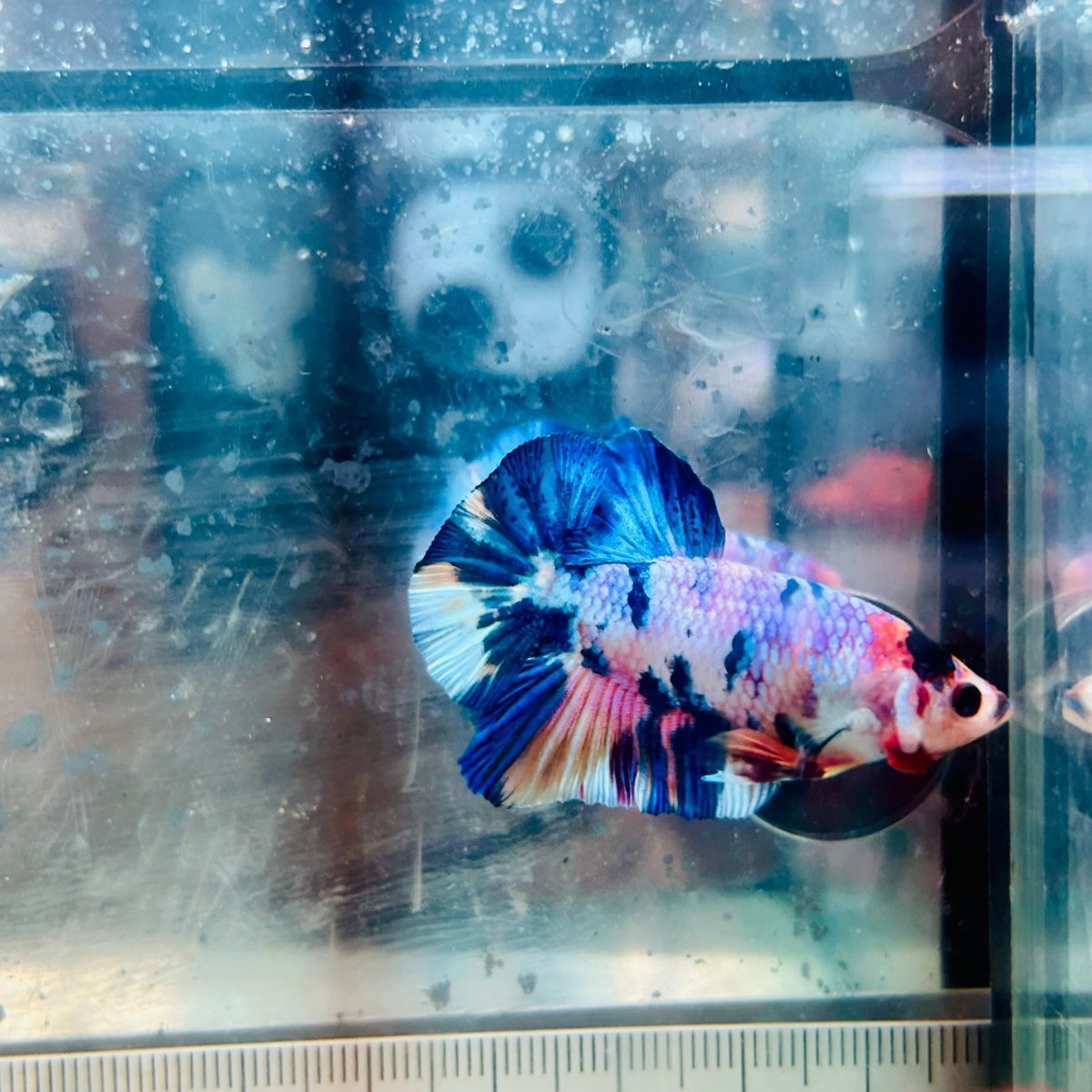 Plakat Koi White Candy Male Betta #JU45