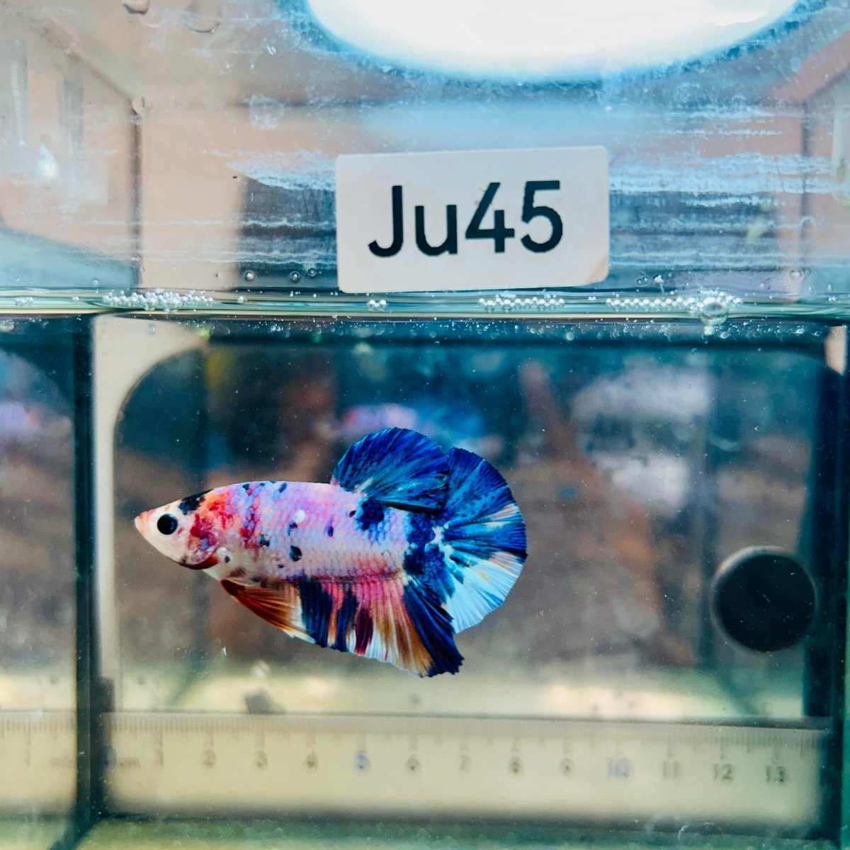 Plakat Koi White Candy Male Betta #JU45