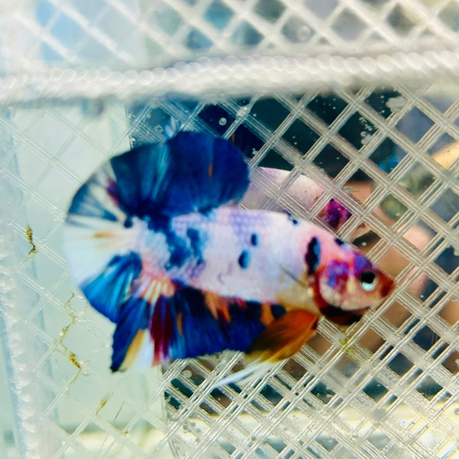 Plakat Koi White Candy Male Betta jul30 Male betta