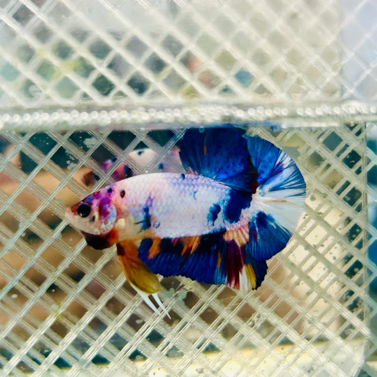 Plakat Koi White Candy Male Betta #jul30
