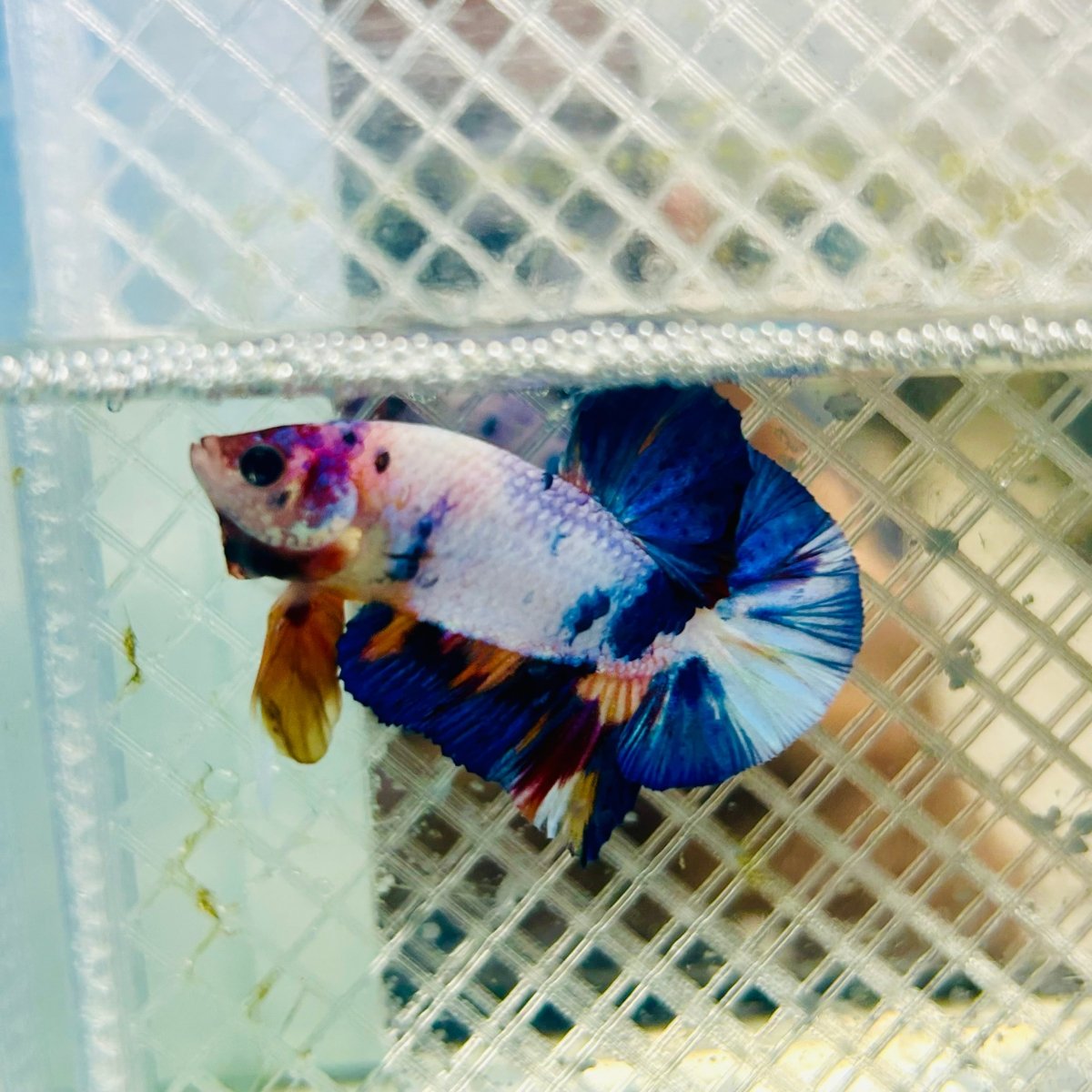 Plakat Koi White Candy Male Betta #jul30