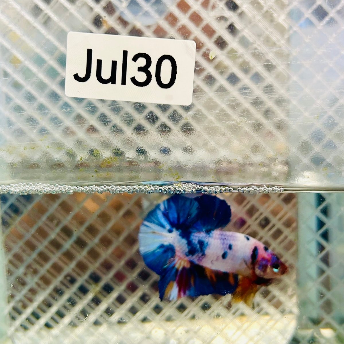 Plakat Koi White Candy Male Betta #jul30