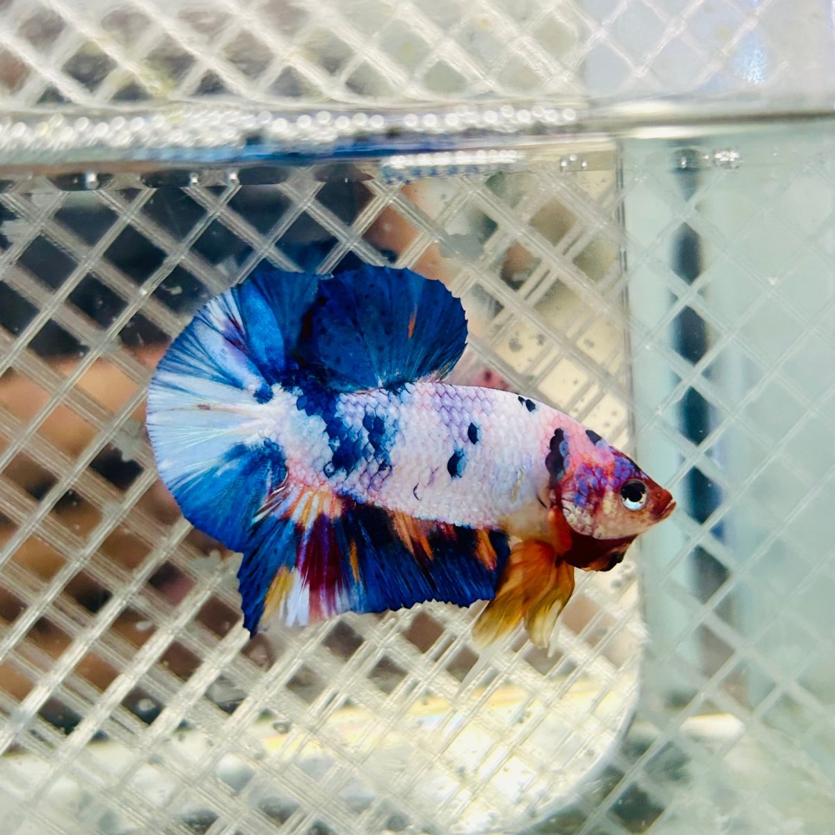 Plakat Koi White Candy Male Betta #jul30