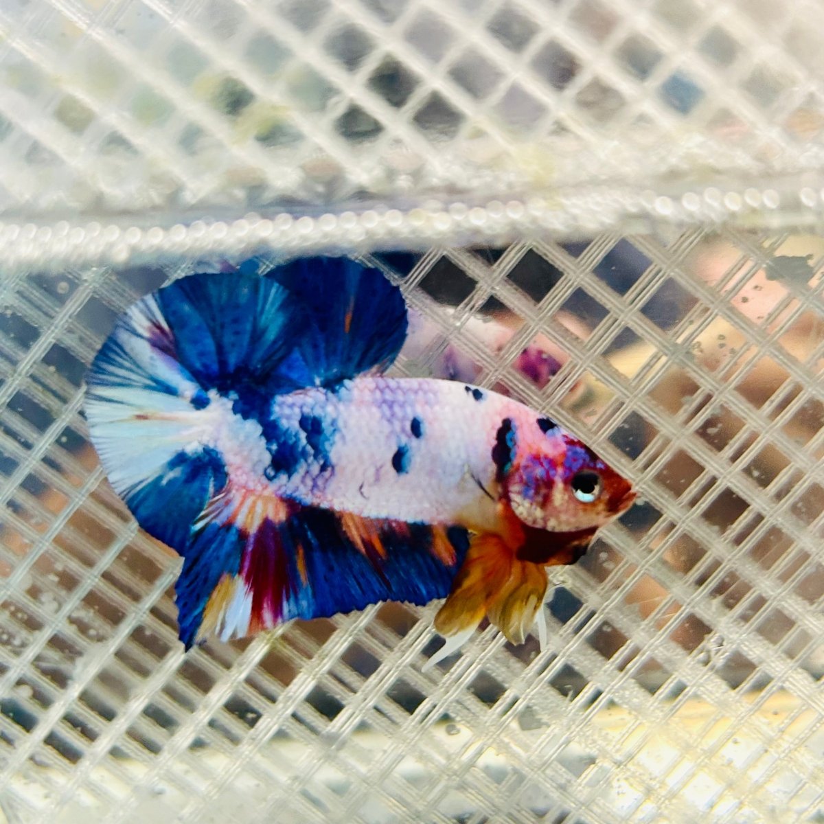 Plakat Koi White Candy Male Betta #jul30