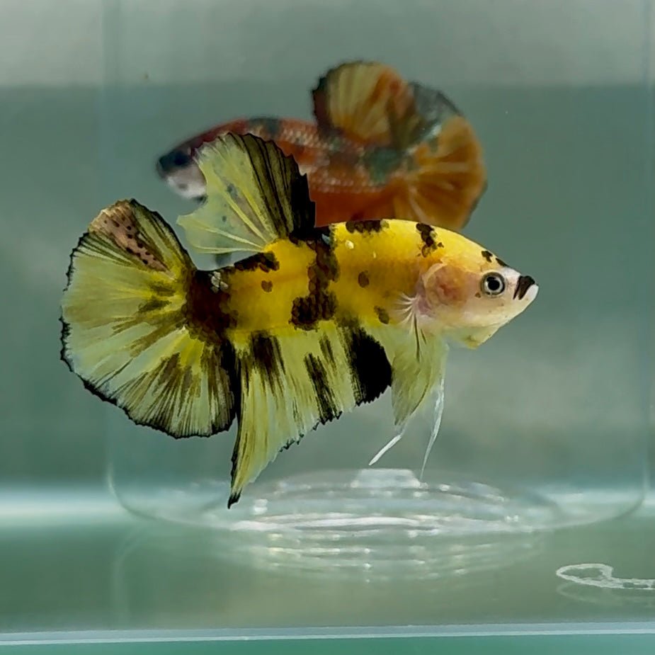 Plakat Koi Yellow Coper Male Betta Au89 Live Betta Fish Male betta