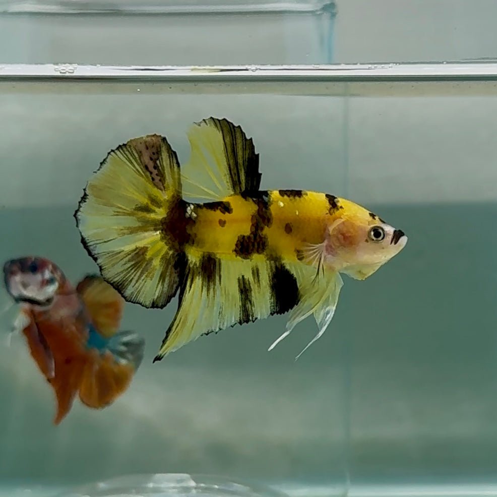 Plakat Koi Yellow Coper Male Betta Au89 Live Betta Fish Male betta