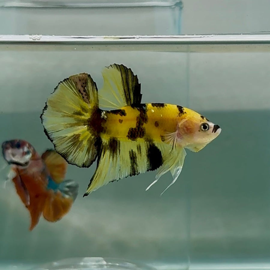 Plakat Koi Yellow Coper Male Betta Au89 Live Betta Fish Male betta