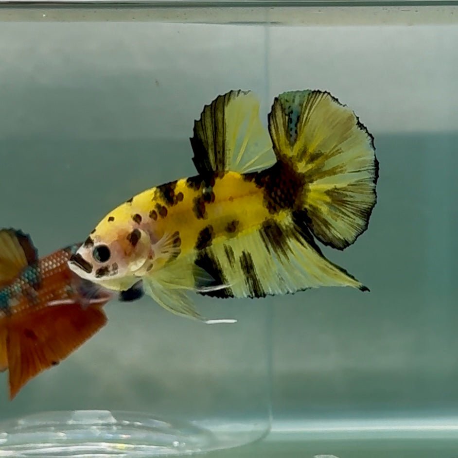 Plakat Koi Yellow Coper Male Betta Au89 Live Betta Fish Male betta