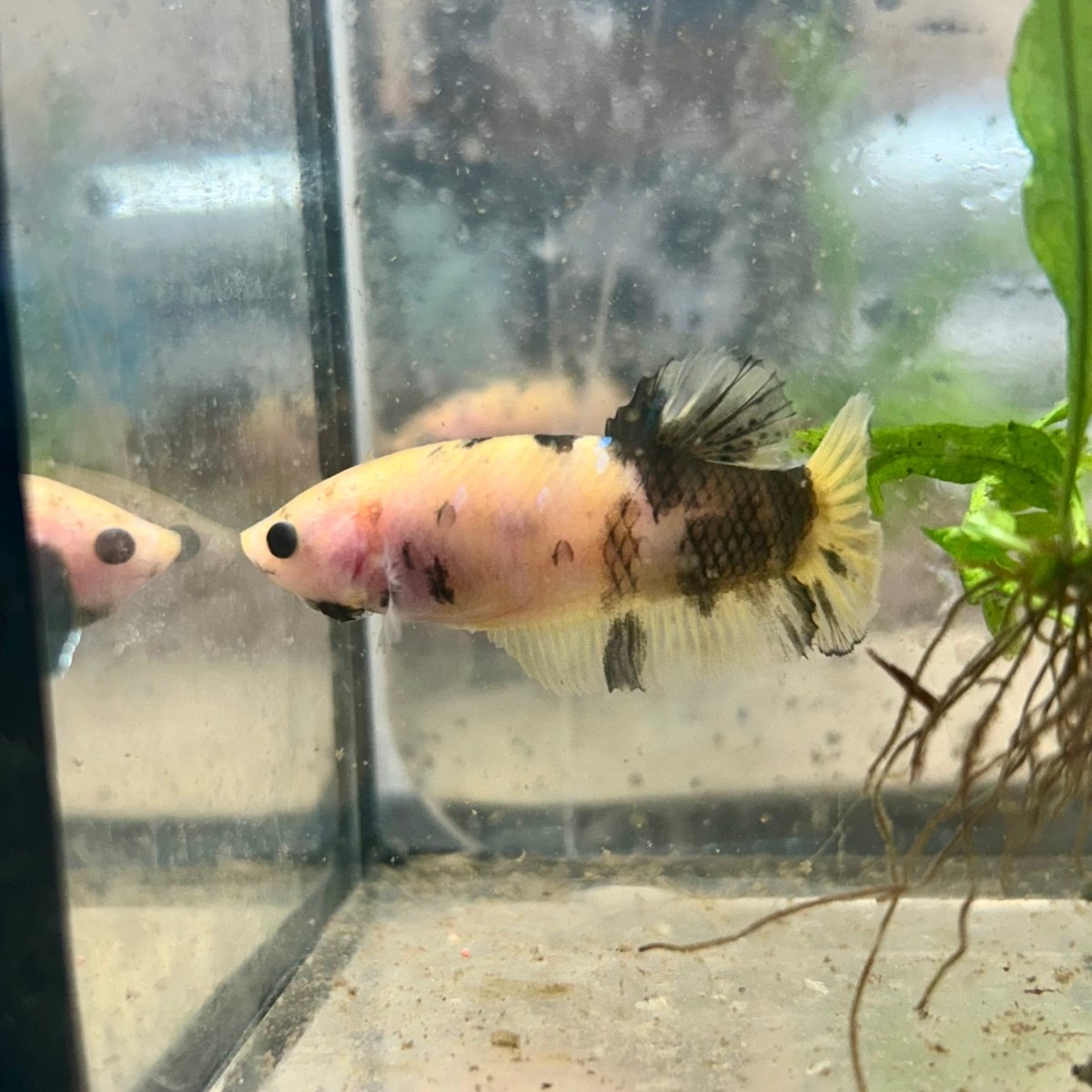 Plakat Koi Yellow Copper Female Betta 194