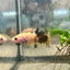 Plakat Koi Yellow Copper Female Betta 194
