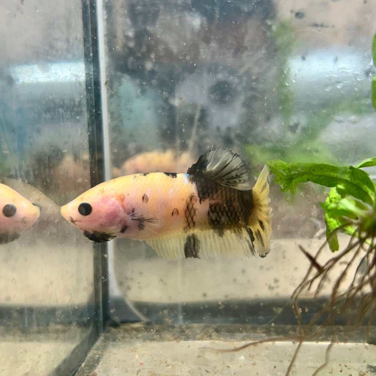 Plakat Koi Yellow Copper Female Betta 194