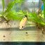 Plakat Koi Yellow Copper Female Betta 194