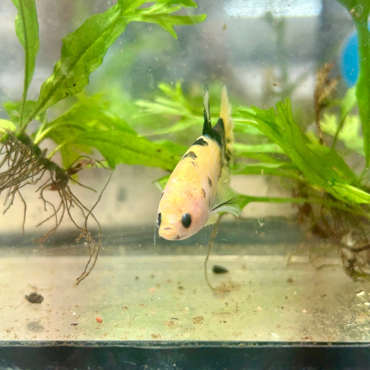 Plakat Koi Yellow Copper Female Betta 194