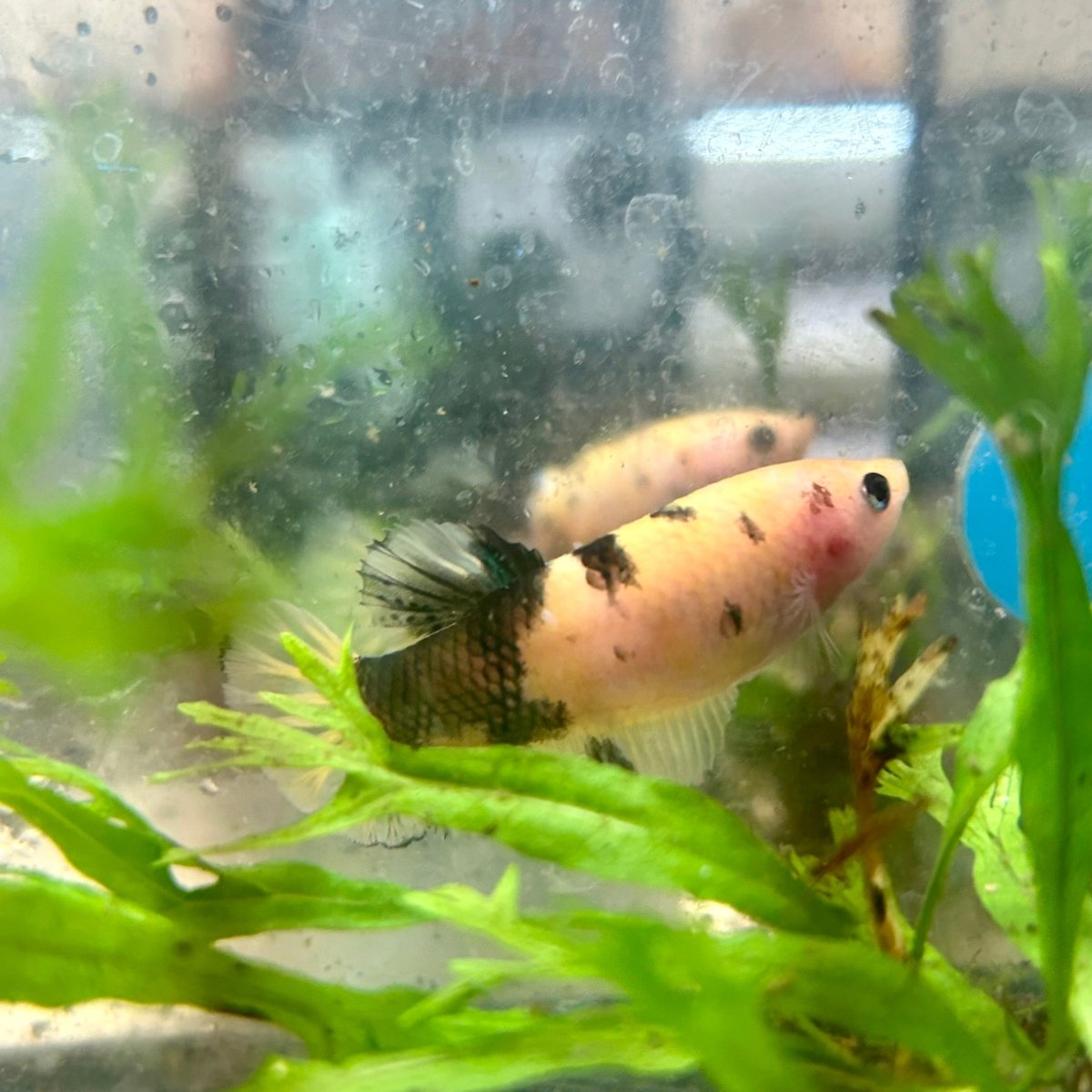 Plakat Koi Yellow Copper Female Betta 194