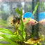 Plakat Koi Yellow Copper Female Betta 194