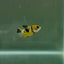 Plakat Koi Yellow Copper Female Betta N17
