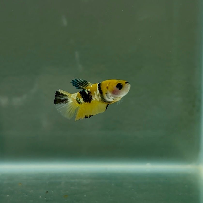 Plakat Koi Yellow Copper Female Betta N17