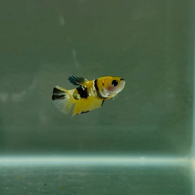Plakat Koi Yellow Copper Female Betta N17