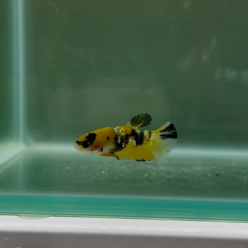 Plakat Koi Yellow Copper Female Betta N17