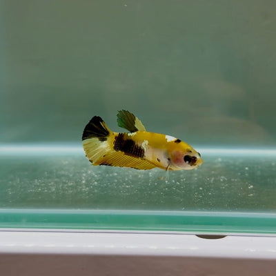 Plakat Koi Yellow Copper Female Betta N21