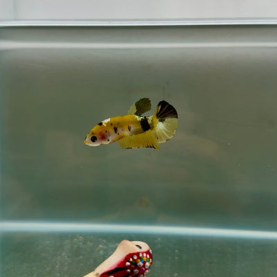 Plakat Koi Yellow Copper Female Betta N21