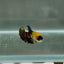 Plakat Koi Yellow Copper Female Betta N22
