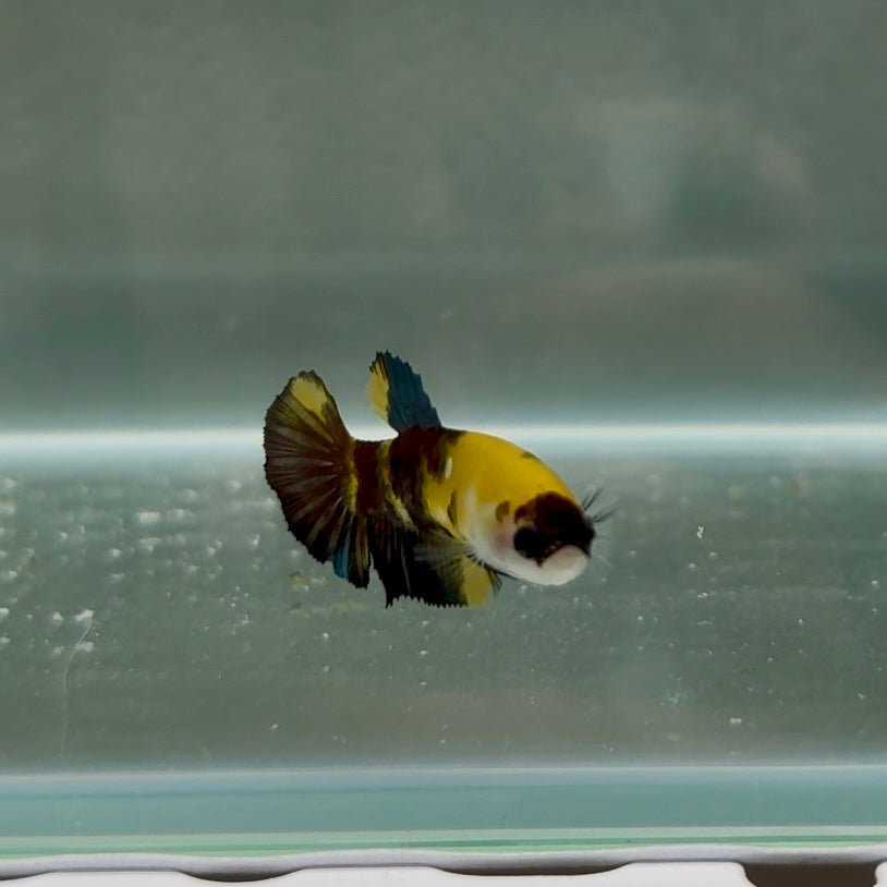 Plakat Koi Yellow Copper Female Betta N22