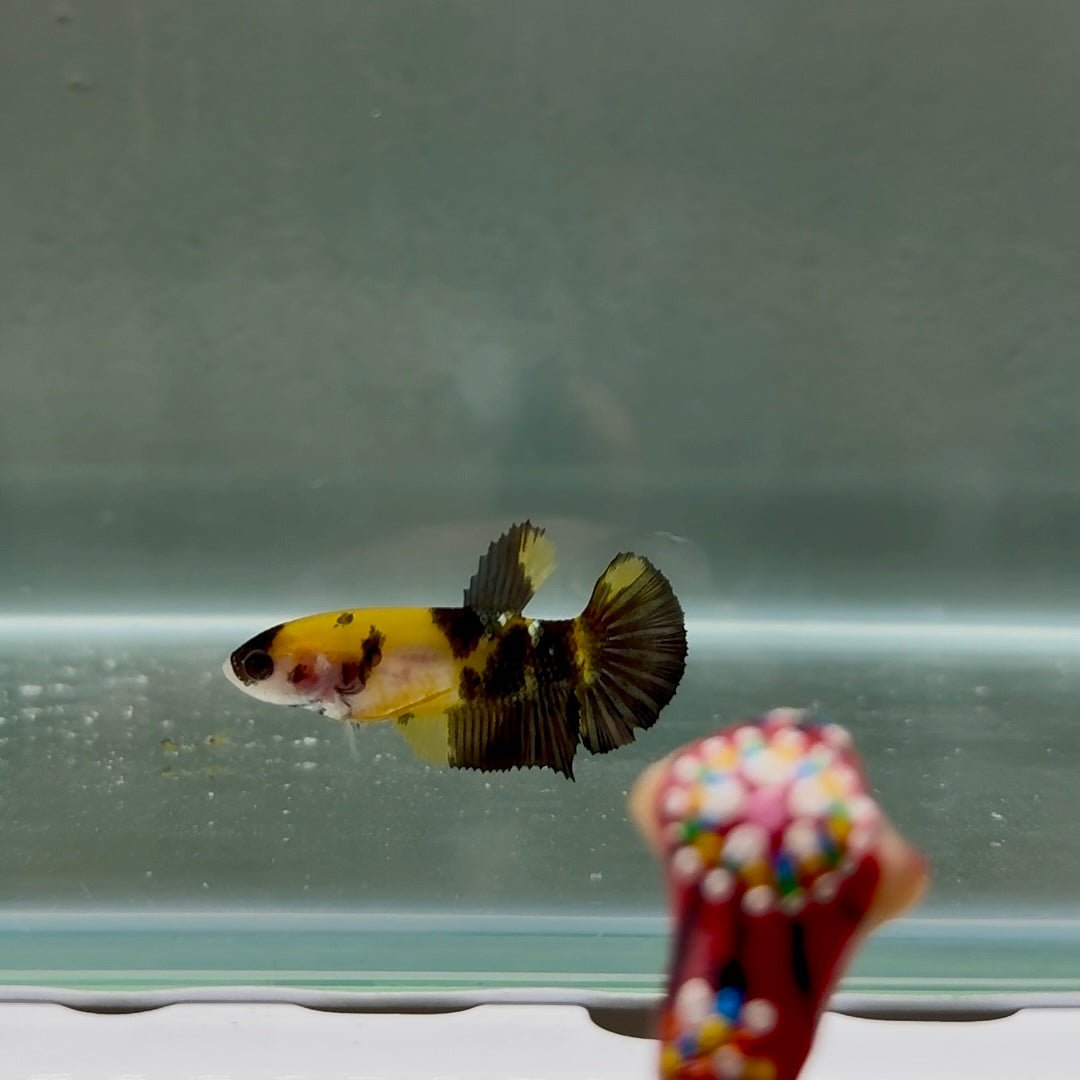 Plakat Koi Yellow Copper Female Betta N22